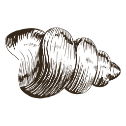 Seashell dibujado a mano viejo Diseño PNG