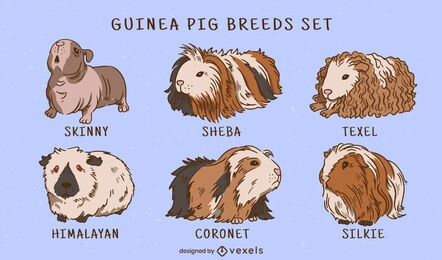 Guinea pig breeds illustration set