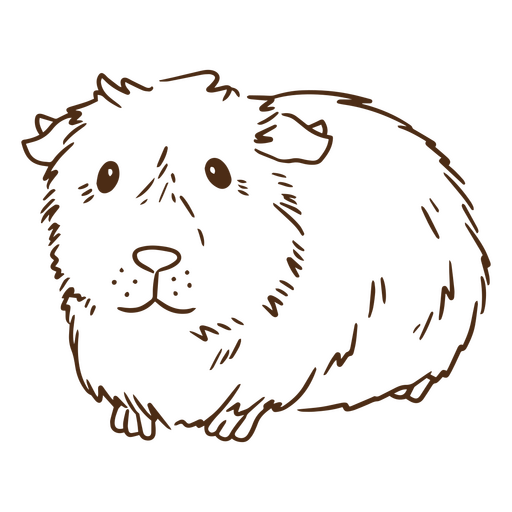 Guinea pig stroke himalayan PNG Design
