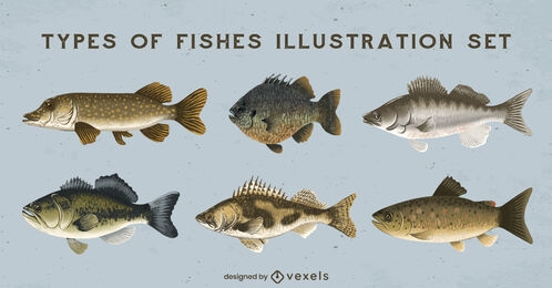 Conjunto de ilustración de peces de agua dulce