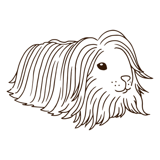 Animal de acidente vascular cerebral de animais de estima??o de cabelo comprido de cobaia Desenho PNG