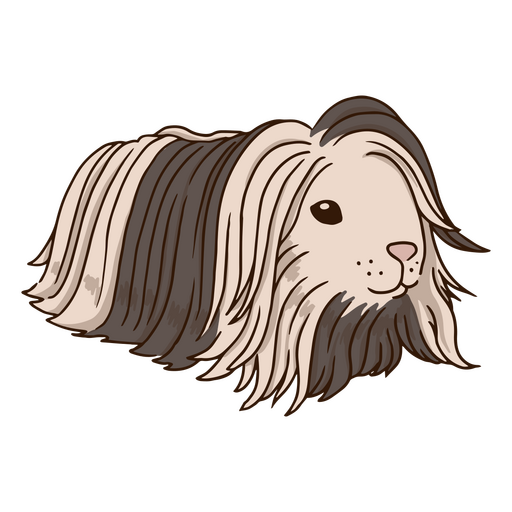 Guinea pig long hair animal PNG Design