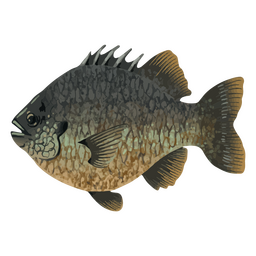 Freshwater watercolor fish PNG Design