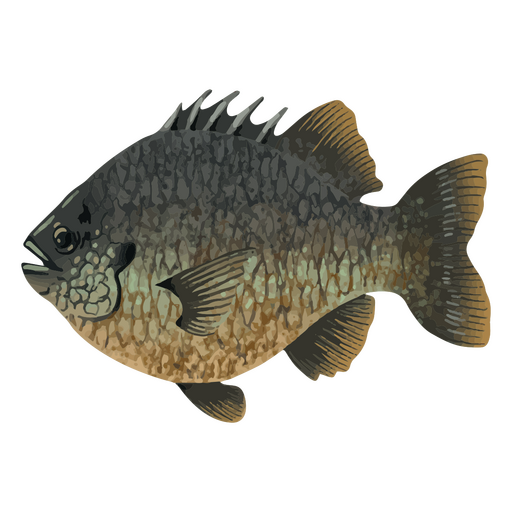 Freshwater watercolor fish PNG Design