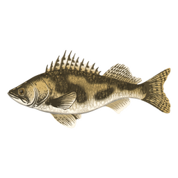 Peces de río de acuarela de agua dulce Diseño PNG