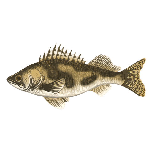 Freshwater watercolor river fish PNG Design