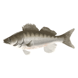 Süßwasseraquarellfischtier PNG-Design
