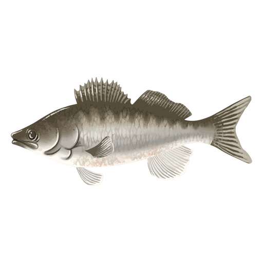 Animal de pez acuarela de agua dulce Diseño PNG