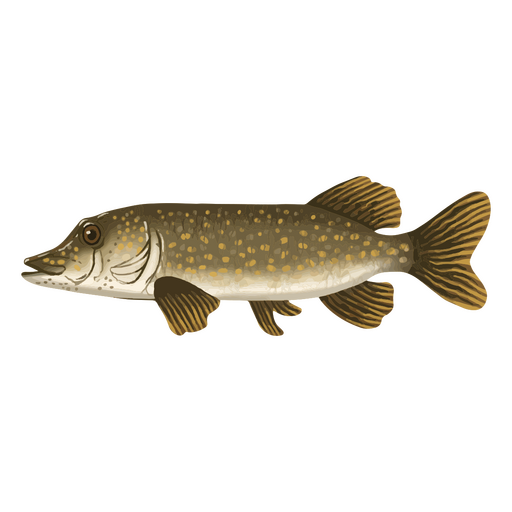 Freshwater fish watercolor animal PNG Design