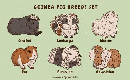 Los conejillos de Indias crían animales lindo conjunto
