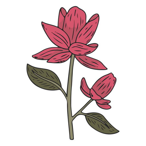 Belo traço de cor de flor rosa Desenho PNG