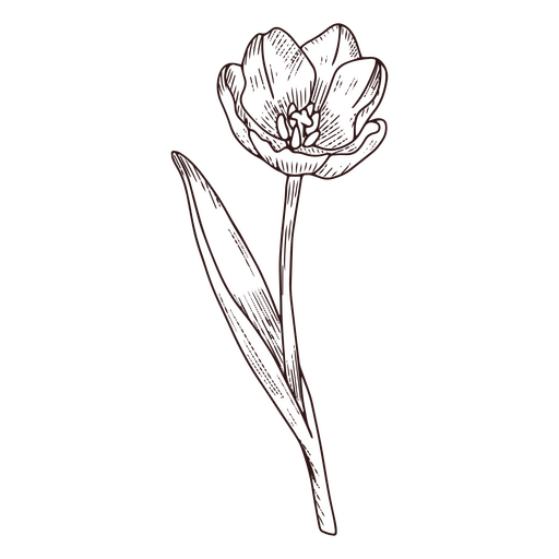 Icono de arte de línea de naturaleza de flor de tulipán Diseño PNG