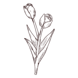 Ícone de arte de linha de natureza de flores de tulipa Desenho PNG