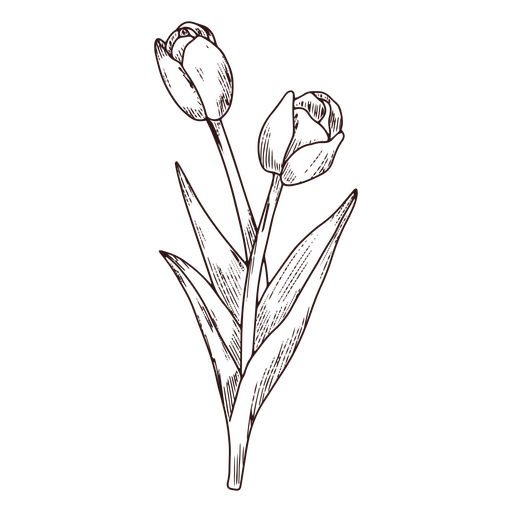 Ícone de arte de linha de natureza de flores de tulipa Desenho PNG