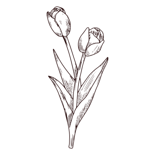 Icono de arte de línea de naturaleza de flores de tulipán Diseño PNG