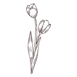 Ícone de arte de linha de flores de tulipa Desenho PNG