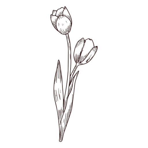 Tulip flowers line art icon PNG Design