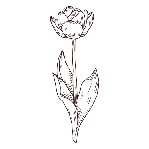 Ícone de arte de linha de natureza floral de tulipa Desenho PNG