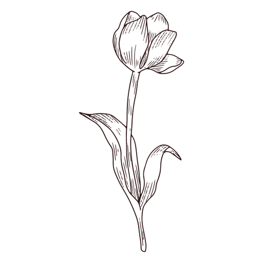 Flower tulip line art icon PNG Design