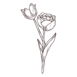 Tulip Flowers Icon Line Art PNG & SVG Design For T-Shirts