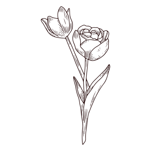 Arte de linha de ícone de flores de tulipa Desenho PNG