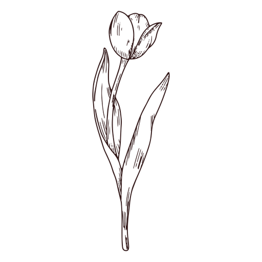 ?cone de arte de linha de natureza tulipa Desenho PNG