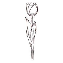 Tulip nature icon line art PNG Design