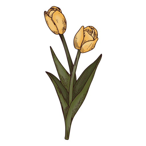 Tulip flowers nature icon PNG Design