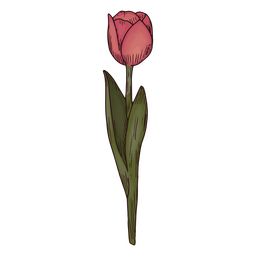 Tulip flower nature icon illustration PNG Design