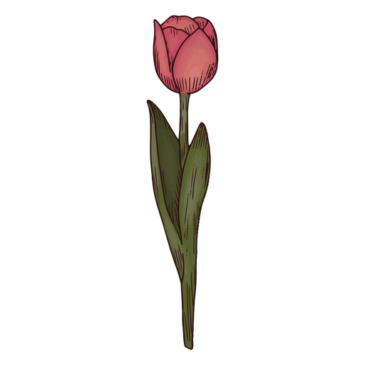 Tulip flower nature icon illustration PNG Design