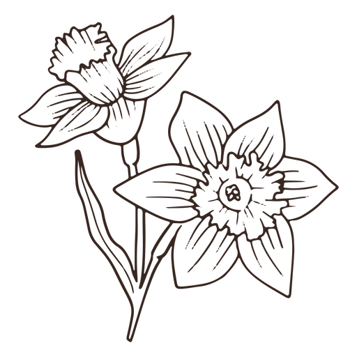 Vintage-Narzissen-Blume-Strich-Symbol PNG-Design