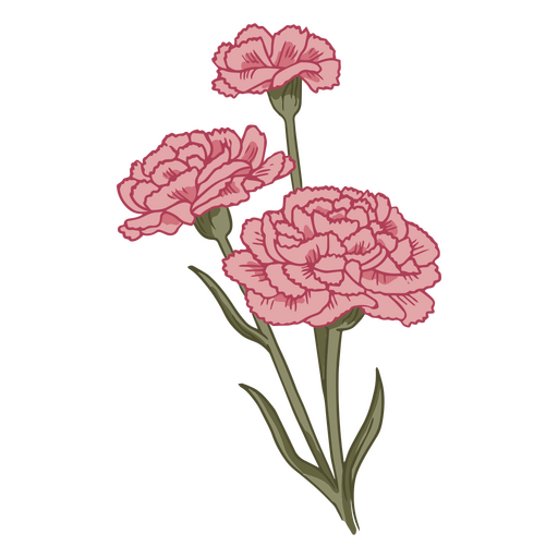 Carnation flowers beautiful nature icon