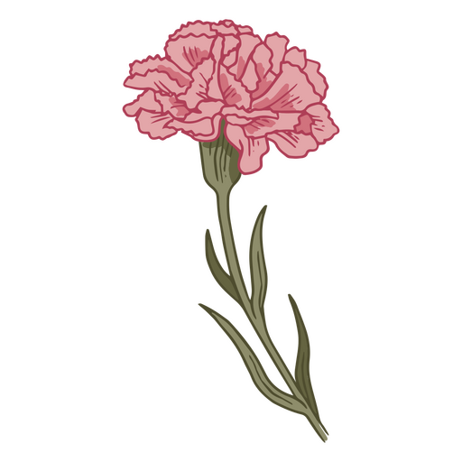 ilustração de cravo rosa Desenho PNG