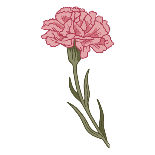 Ilustración de clavel rosa Diseño PNG