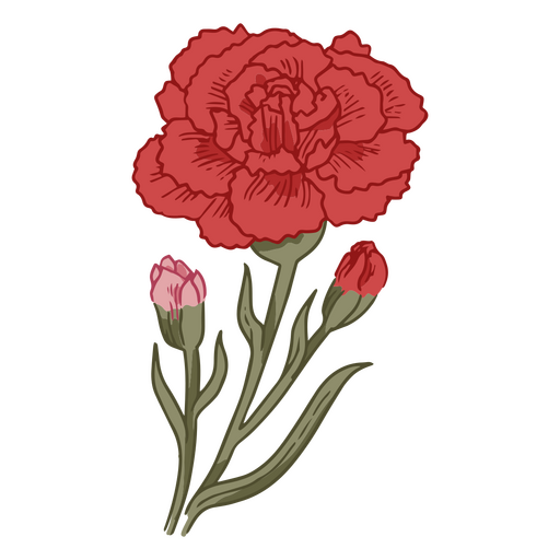 Carnation PNG Designs for T Shirt & Merch