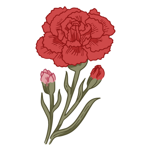 Ilustración de clavel rojo grande Diseño PNG