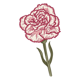 White Carnation With Pink Accents PNG & SVG Design For T-Shirts