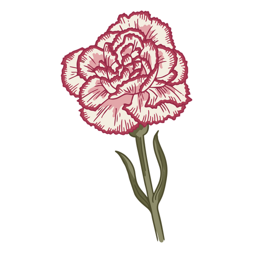Clavel blanco con detalles en rosa. Diseño PNG