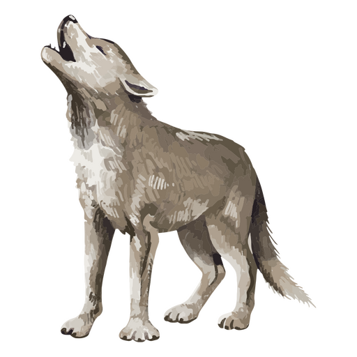 Grey wolf PNG Design