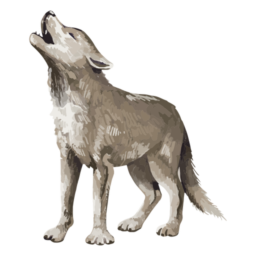 Lobo gris Diseño PNG