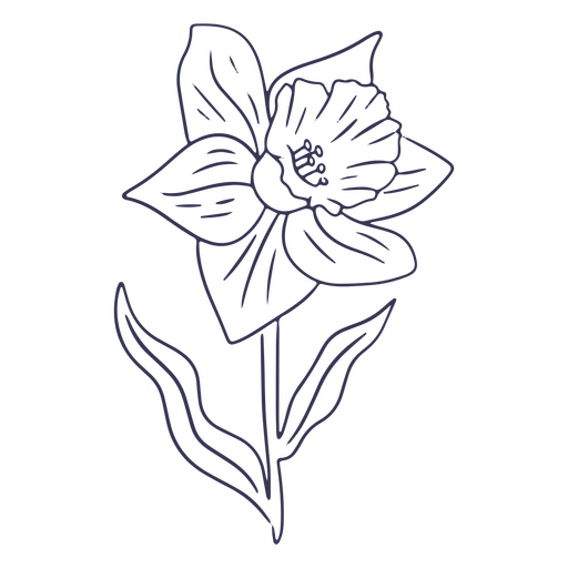 Simple drawing of daffodil PNG Design