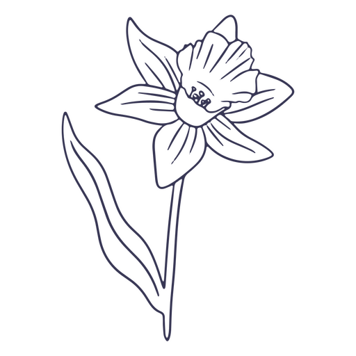 Minimalist stroke of daffodil PNG Design