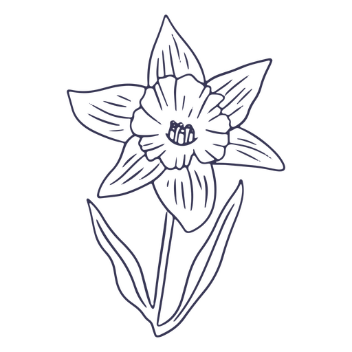 Blooming daffodil stroke PNG Design
