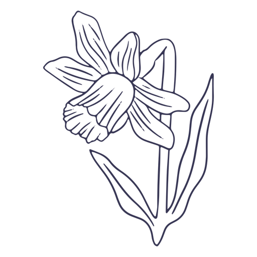 Daffodil drawing PNG Design