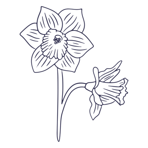 Daffodil flower drawing PNG Design