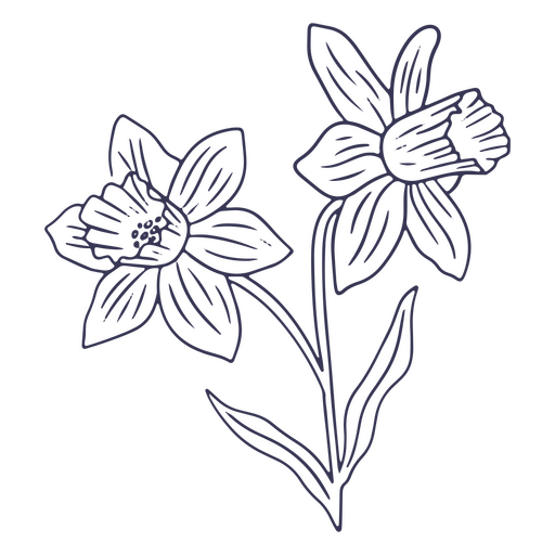 Daffodils flowers PNG Design