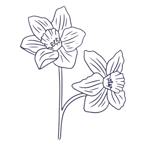 dibujo de narciso Diseño PNG