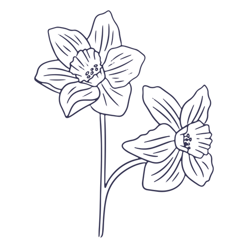 Narcissus drawing PNG Design
