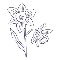Daffodils Drawing PNG & SVG Design For T-Shirts