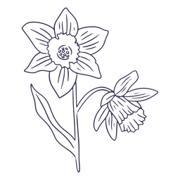 Narzissen zeichnen PNG-Design